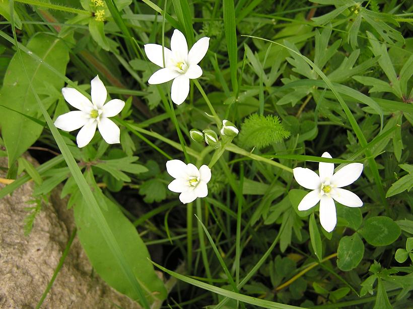 PtMlijeko grupa cvjetova iste biljke.JPG